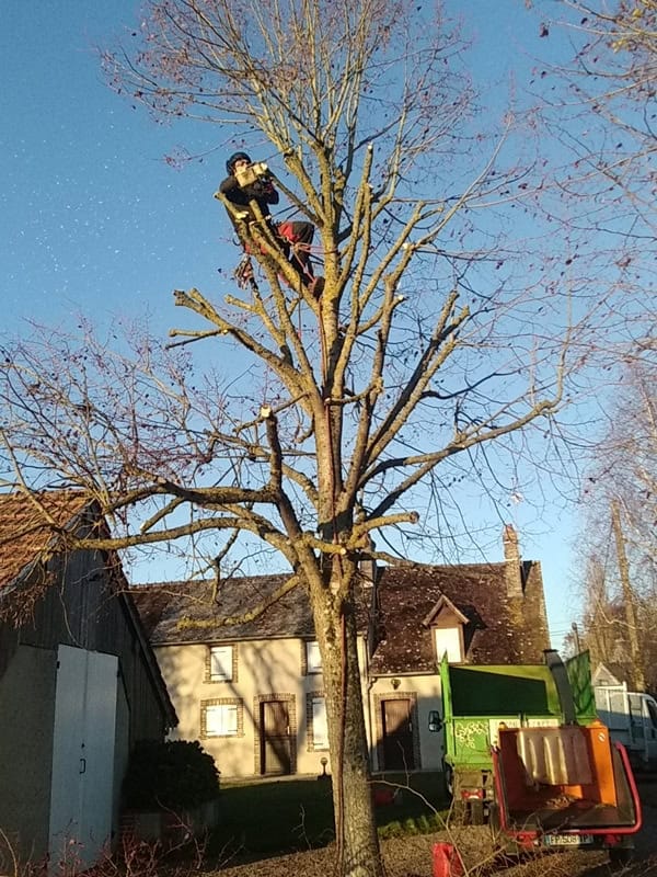 Elagage d'arbre