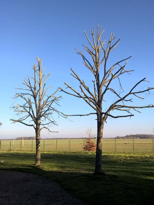 Arbres élagués CTA