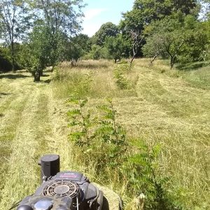 Tonte de pelouse dans verger